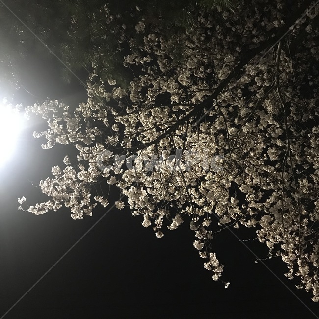 빛,봄,밤,벚곷,light
