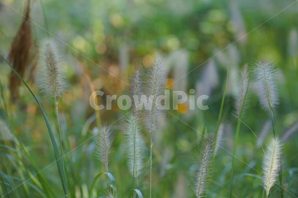 여름,버들강아지,서울숲,자연,숲,초록,풀,식물,자연,plants,nature