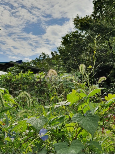 구름,강아지풀,나팔꽃,산,밭,자연,풍경,nature,landscape,jar,항아리,plant,식물,potted plant,화분,pottery,도기류,planter,파종기,herbs,허브