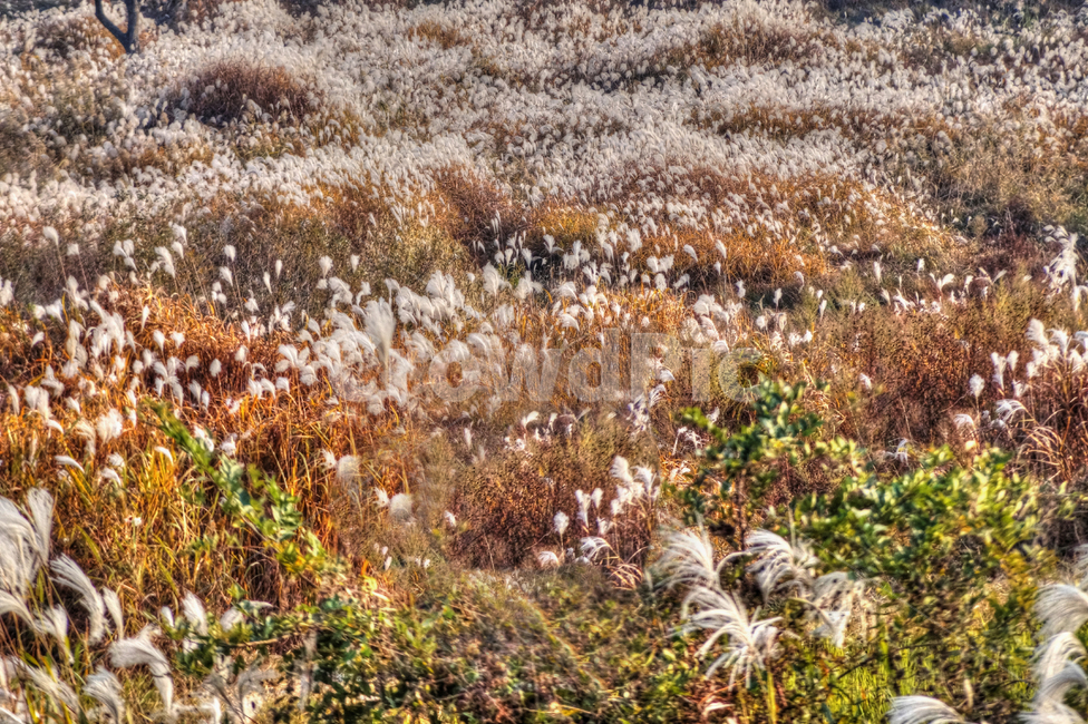 억새풀,억새꽃,가을,식물,grass,잔디,plant