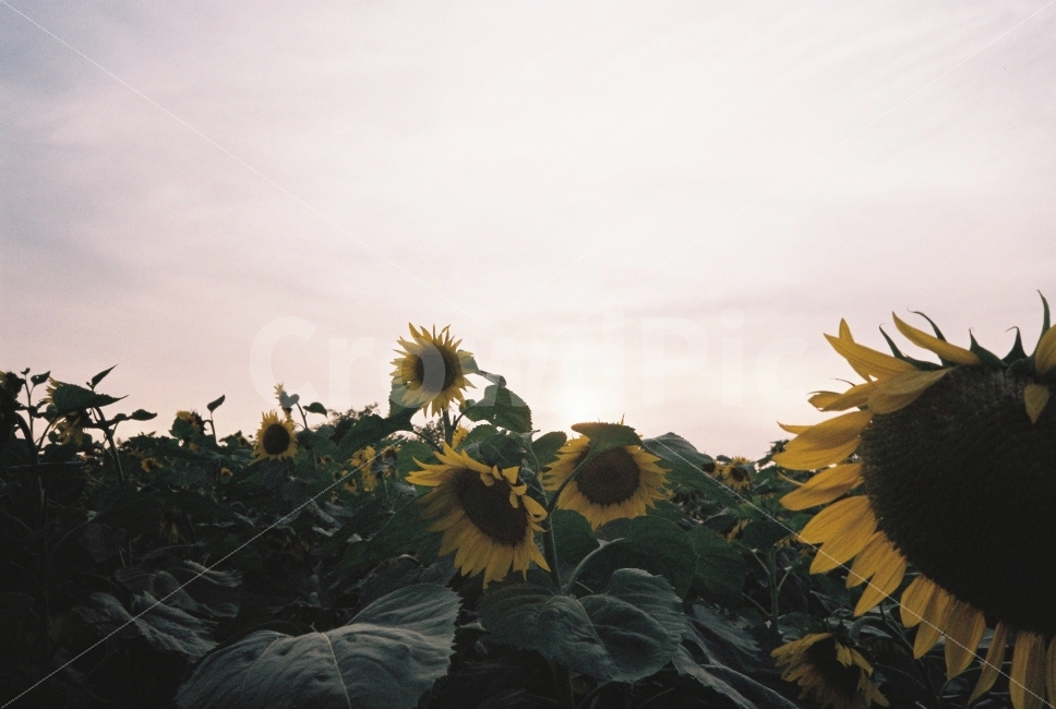 해바라기,감성,film,태양,하늘,숲,꽃,가을,빛,식물,자연,plants,nature,꽃,flower,감성,sensible,feeling