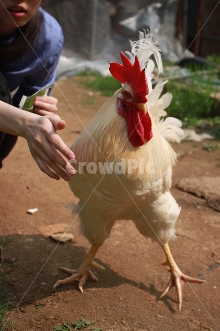 poultry,가금류,fowl,animal,동물,chicken,치킨,bird,새,동물,animal,조류,새,birds
