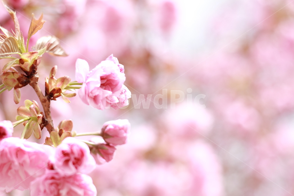 봄,겹벚꽃,벚꽃,분홍,피크,꽃,꽃봉우리,핑크빛,데이트,꽃놀이,봄,계절,spring,season,식물,자연,plants,nature,꽃,flower,plant,blossom,cherry blossom