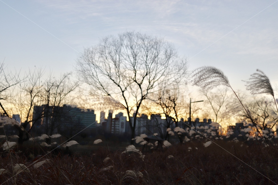 억새,노을,풍경,고독,정취,가을,계절,fall,autumn,season,도시,풍경,city,landscape,한국도시풍경,한국도시경관,korea cityscape