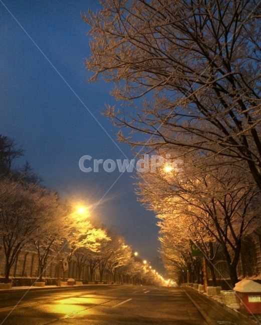 눈길,크리스마스,나무,스노우,겨울,겨울,계절,winter,season,야경,밤,풍경,nightscape,night,landscape,식물,자연,plants,nature,나무,trees,wood,교통,교통수단,traffic,transportation,flare,플레어,light,빛