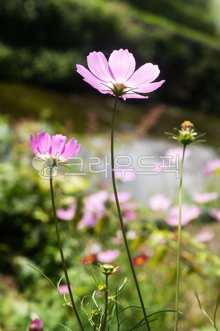 Cosmos,harbinger of autumn,autumnal feeling,backlight,herbaceous plant,annual plant,pink