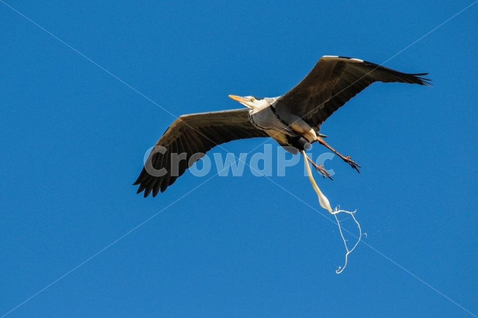 왜가리,한국의새,버드,bird,여름철새,텃새화,동물,animal,조류,새,birds