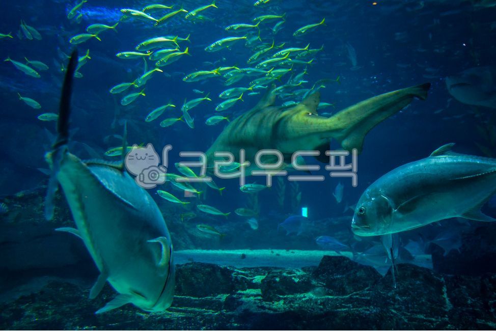 아쿠아리움,수족관,물고기,상어,물속,수중,물고기떼,어항,물,바다,돌,바닥