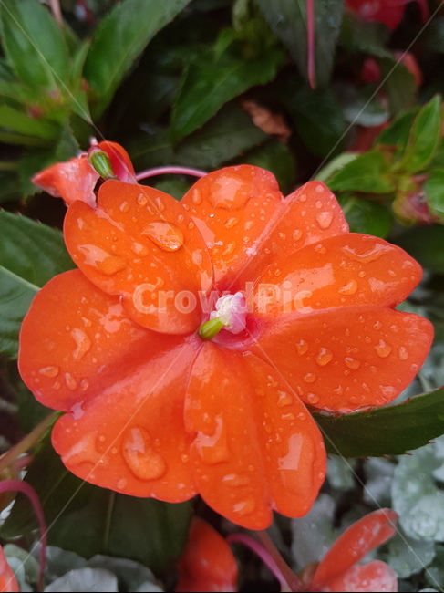 주홍색,아름다움,꽃,빗방울,상쾌함,식물,자연,plants,nature,꽃,flower