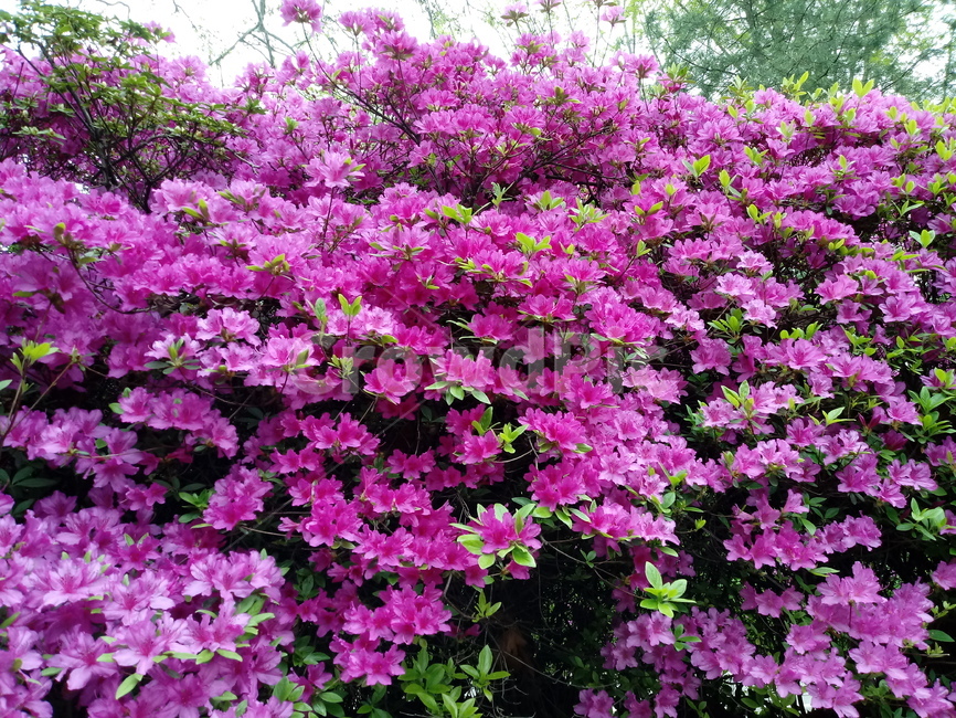 철쭉,smilerosebay,진달래과,식물,봄꽃,개꽃나무,springseasonflower,척촉화,낙엽관목,관상용