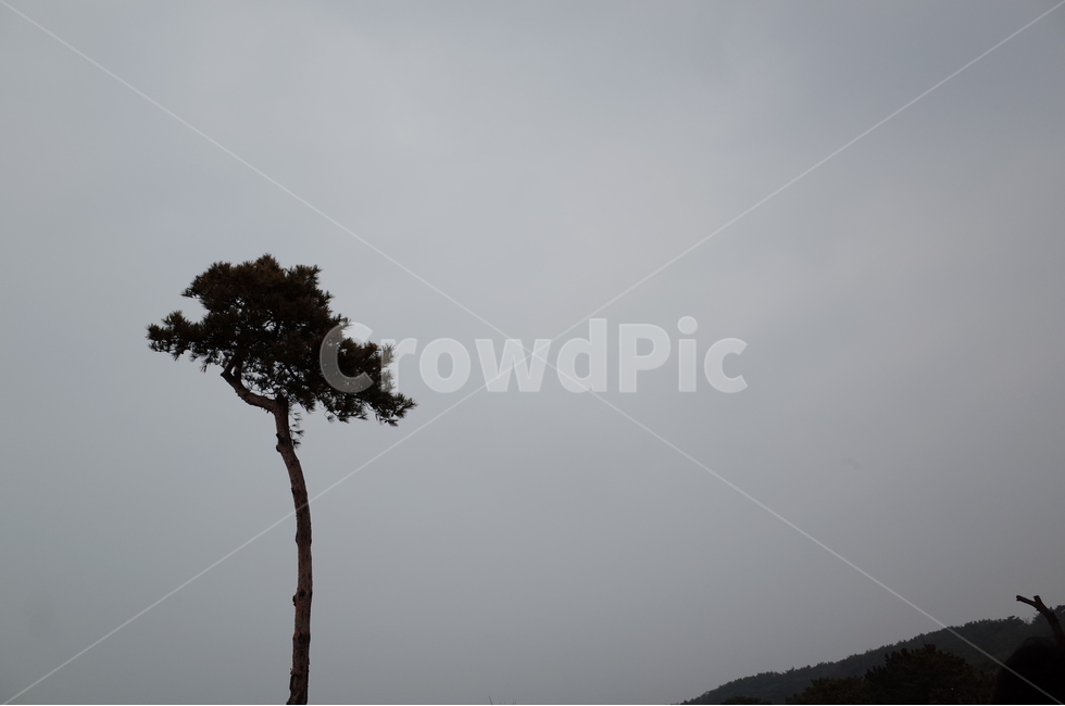 나무,식물,숲,자연,나뭇가지,나뭇잎,풍경,힐링,신선함,상쾌함,배경,plants,tree,trees,wood,forest,nature,feeling,정화,초록,green,나무,trees,wood
