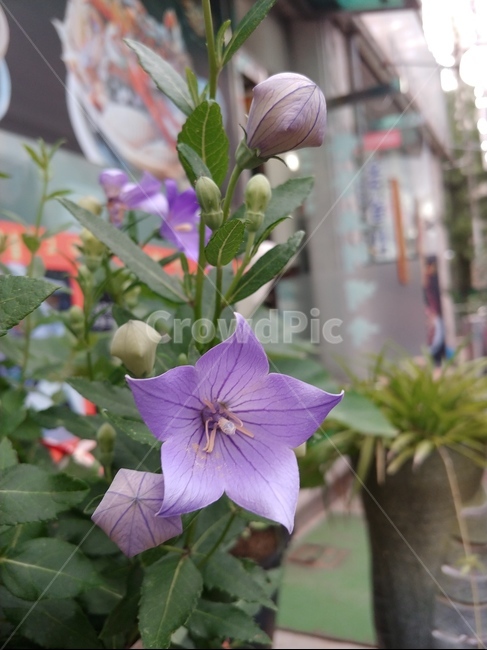 도라지꽃,꽃,보라색꽃,도라지,여름꽃,flower,낮,오후