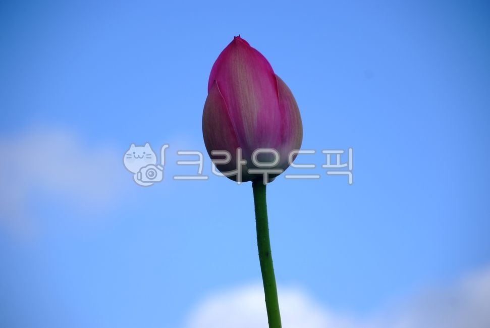nelumbonucifera,flower,꽃,연꽃,7월의꽃,연꽃봉오리