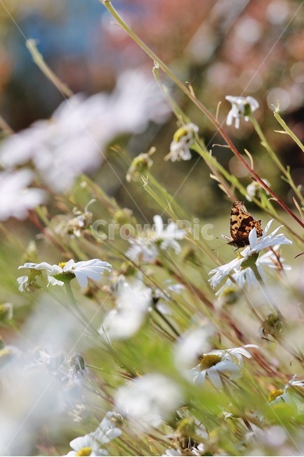 꽃,나비,호랑나비,자연,식물,곤충,butterfly,식물,자연,plants,nature,곤충,벌레,insect,bug
