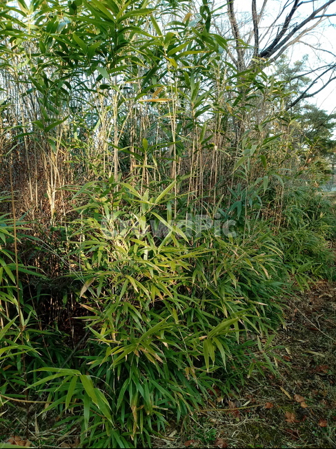 나무,식물,나무줄기,tree,treetrunk,대나무,대나무잎,bamboo