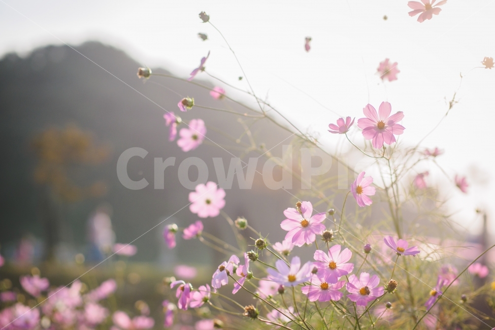 코스모스,축제,파주,가을,감성,가을,계절,fall,autumn,season,식물,자연,plants,nature,꽃,flower,휴식,힐링,rest,relaxation,healing,감성,sensible,feeling,blossom,petal,꽃잎,plant,spring,봄