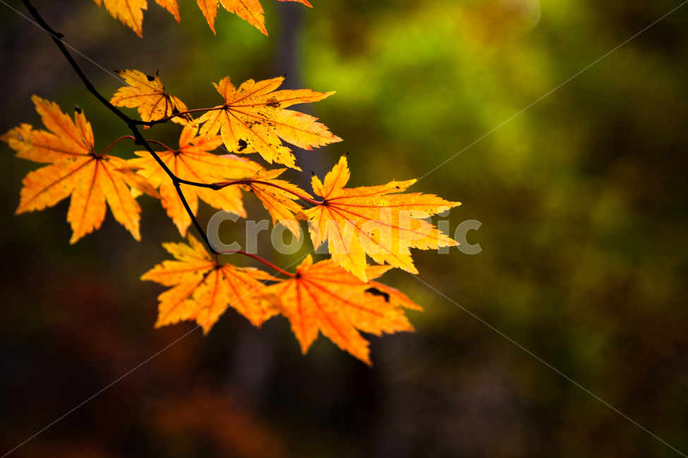 단풍,가을,잎,나무,autumn,가을,계절,fall,autumn,season