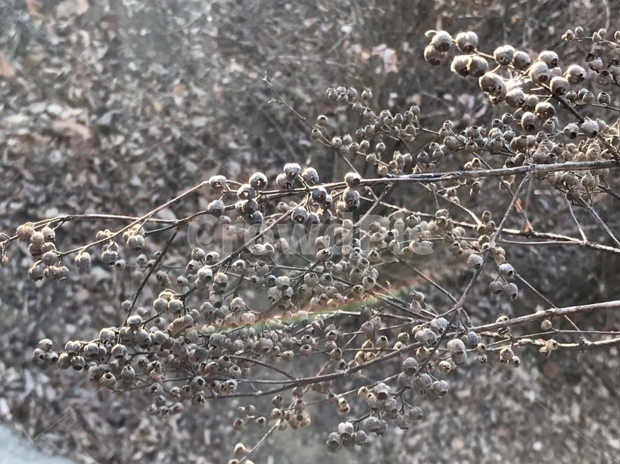무지개,겨울,나무,열매,빛반사,겨울,계절,winter,season,식물,자연,plants,nature
