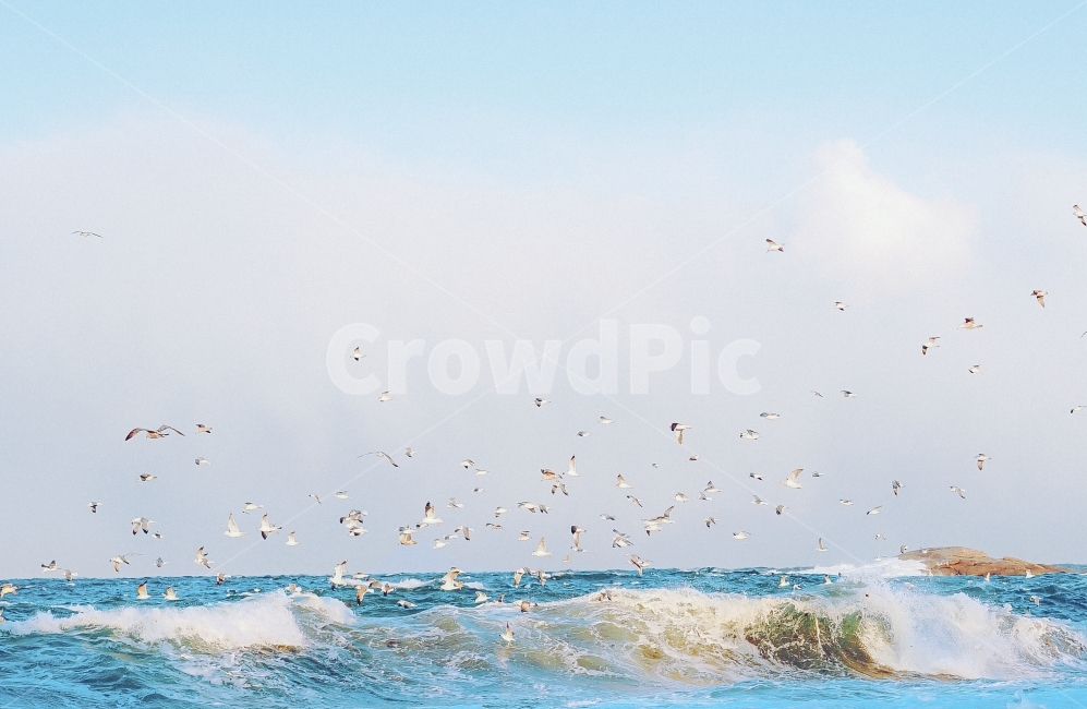 바다,겨울,갈매기,동해,sea,bird,자연,풍경,nature,landscape,동물,animal,조류,새,birds,adventure,모험,leisure activities,레저 활동,water,물,ocean,대양,outdoors,옥외