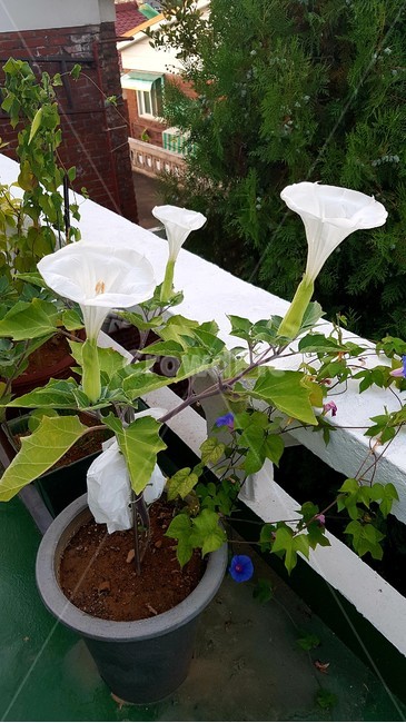 천사의꽃,활짝,꽃,화단,집앞에꽃,실내용화초,화분,화초,house plant