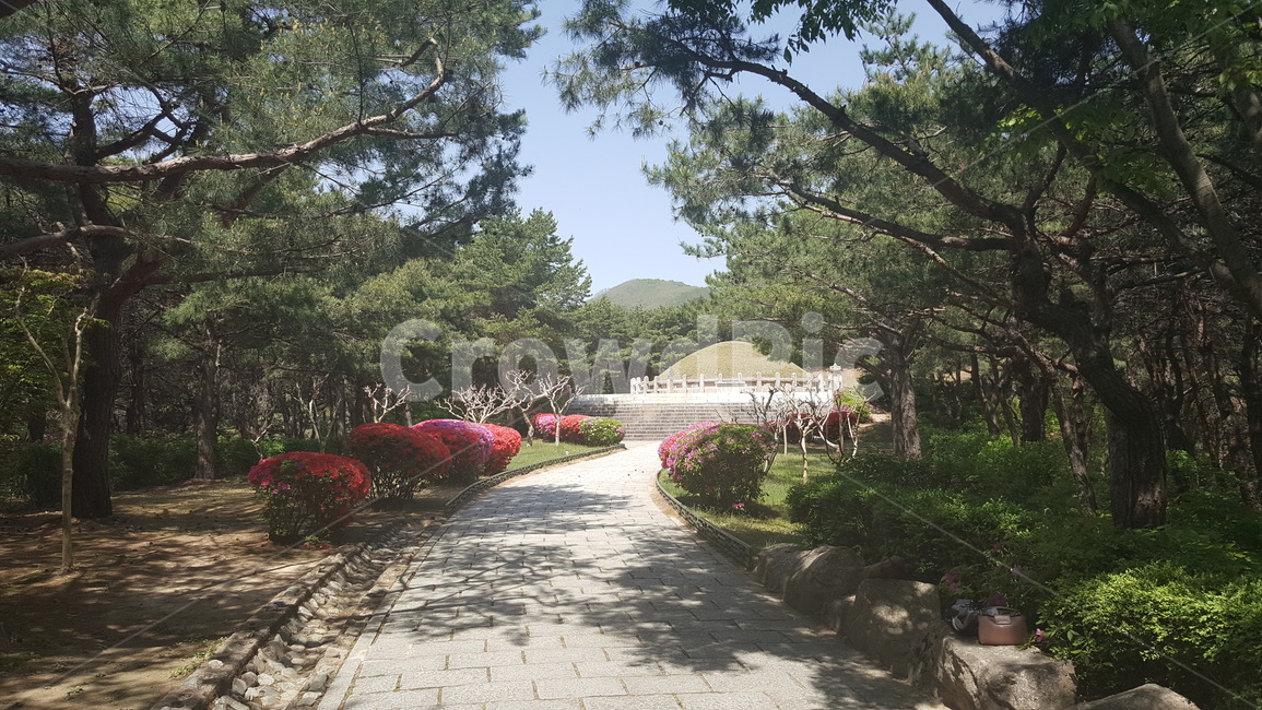 고분,김유신장군묘,식물,나무,꽃