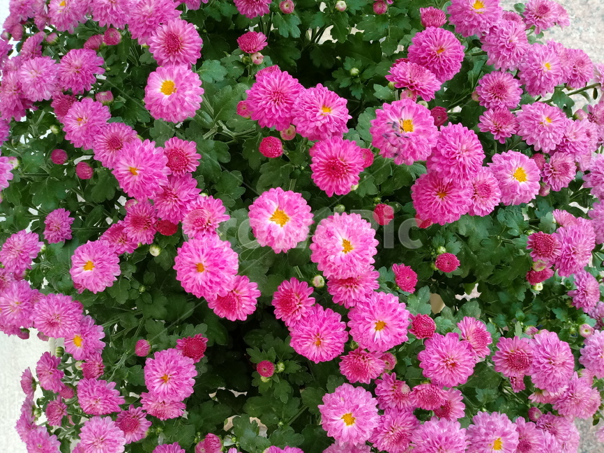 국화,plant,flower,꽃,식물,소국,식물,자연,plants,nature,꽃,flower