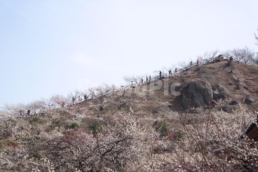 꽃,매화,flower,봄,spring,봄꽃,매화꽃,매실,prunusmume,나무,가지,식물,korea,풍경,자연,season,plants,nature,경치,scenery,야외