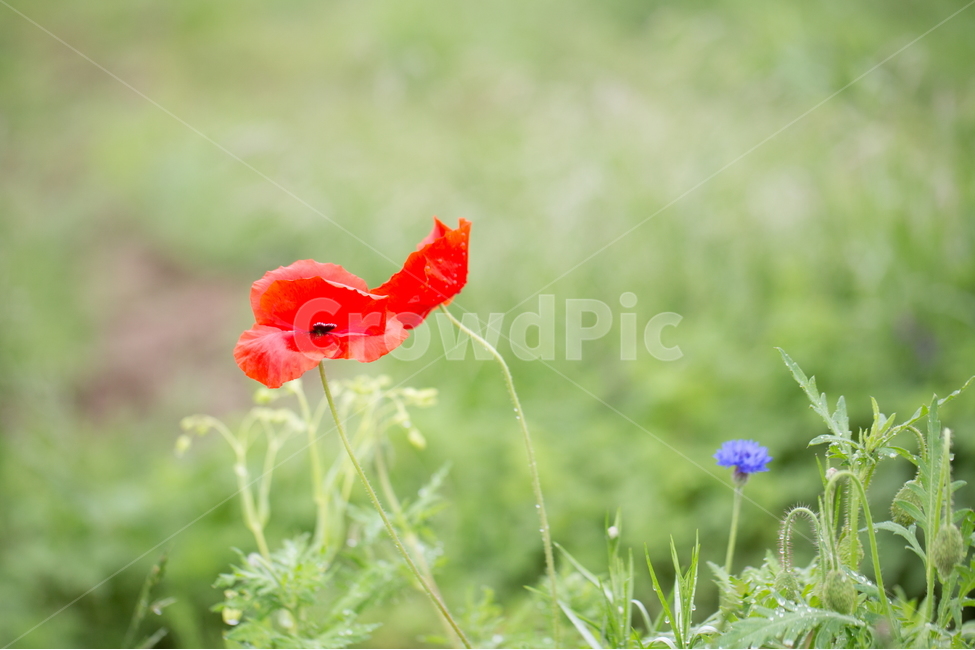 꽃,양귀비,봄,빗방울,붉은꽃,식물,자연,plants,nature,꽃,flower