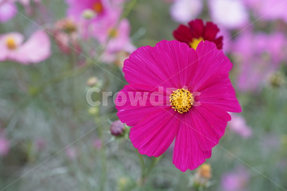 plant,식물,flower,코스모스,cosmos,식물,자연,plants,nature,꽃,flower