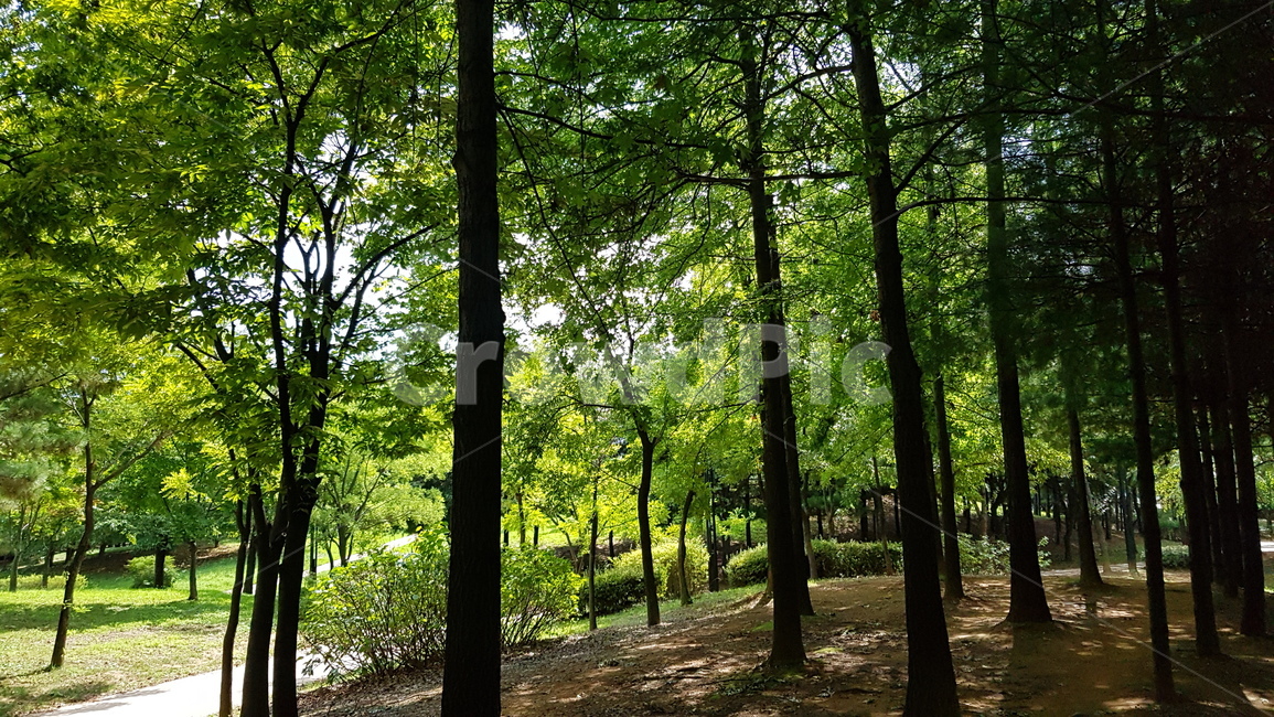 공원,숲,나무,자연,초록,자연,풍경,nature,landscape