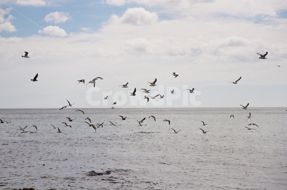 바다,갈매기,새,날개짓,풍경,자연,bird,nature,landscape,필름카메라,필름,아날로그,감성,film,felling,analogue,동물,animal,조류,새,birds