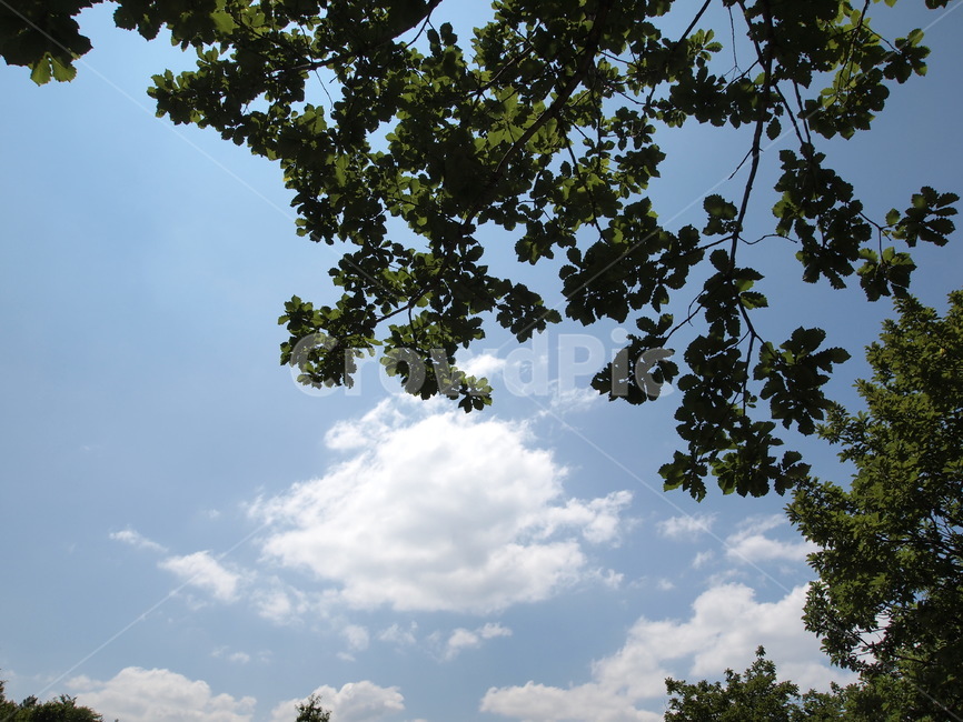 구름,하늘,여름,자연,휴가,nature,summer,blue,cloud,나무와구름