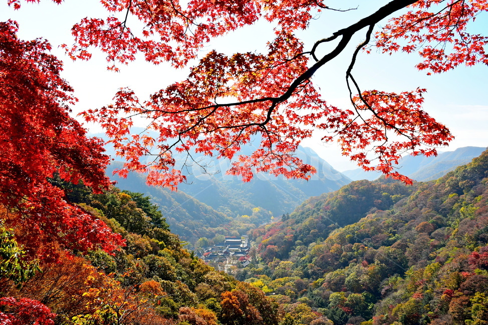 자연,풍경,단풍,계절,가을,잎,단풍잎,붉은,노란,낙엽,나무,애기단풍,백암산,fall,autumn,season,nature,landscape,한국자연풍경,한국자연경관,korea,tree,maple,leaf,약사암,백양사,사찰,가을,계절,fall,autumn,season,자연,풍경,nature,landscape,plant,식물