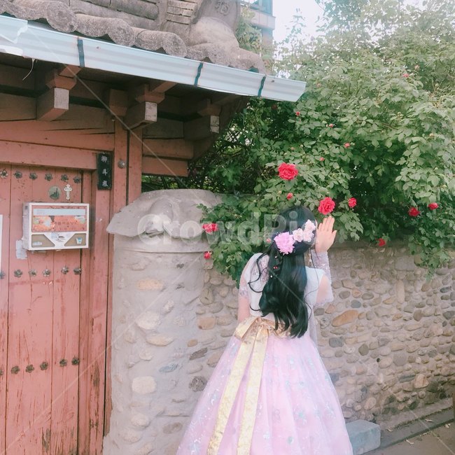 한복,clothing,의류,apparel,의복,이브닝드레스,fashion,패션,robe,옷,gown,겉옷,장미,한옥,담장,뒷모습,한복,한국전통의상,hanbok,korean traditional clothes,사람,인물,인간,human,person,여성,여자,woman,female,lady