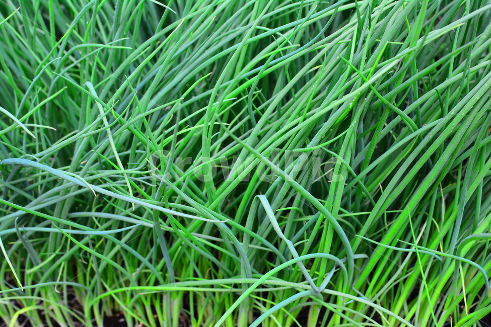 채소,야채,쌈채소,음식,식재료,food,green,fresh,신선한,싱싱한,plant,건강식품,푸성귀,건강식,vegetable,채소밭,어린,실파,파,쪽파,식물,자연,plants,nature,음식,식재료,요리,food,cook,meal,dishes,food reserves,채소,야채,vegetables