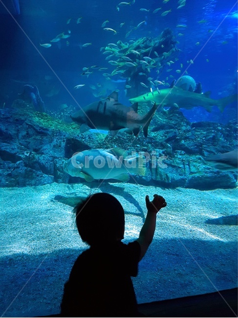 수족관,물고기,가족,아이,호기심,어류,물고기,fish,사람,인물,인간,human,person,인물실루엣,사람실루엣,character silhouette,human silhouette,water,물,aquatic,물의