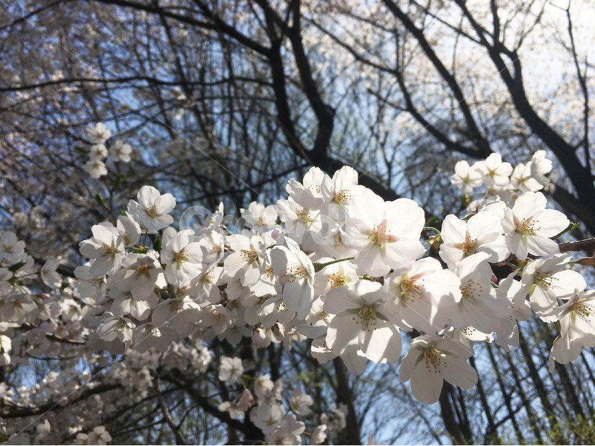 벚꽃,봄이미지,봄,봄꽃,벚꽃사진,봄사진,꽃나무,벚꽃나무,꽃놀이,분홍색,분홍,맑은하늘,파란하늘,햇빛,봄,계절,spring,season,식물,자연,plants,nature,꽃,flower,plant,blossom