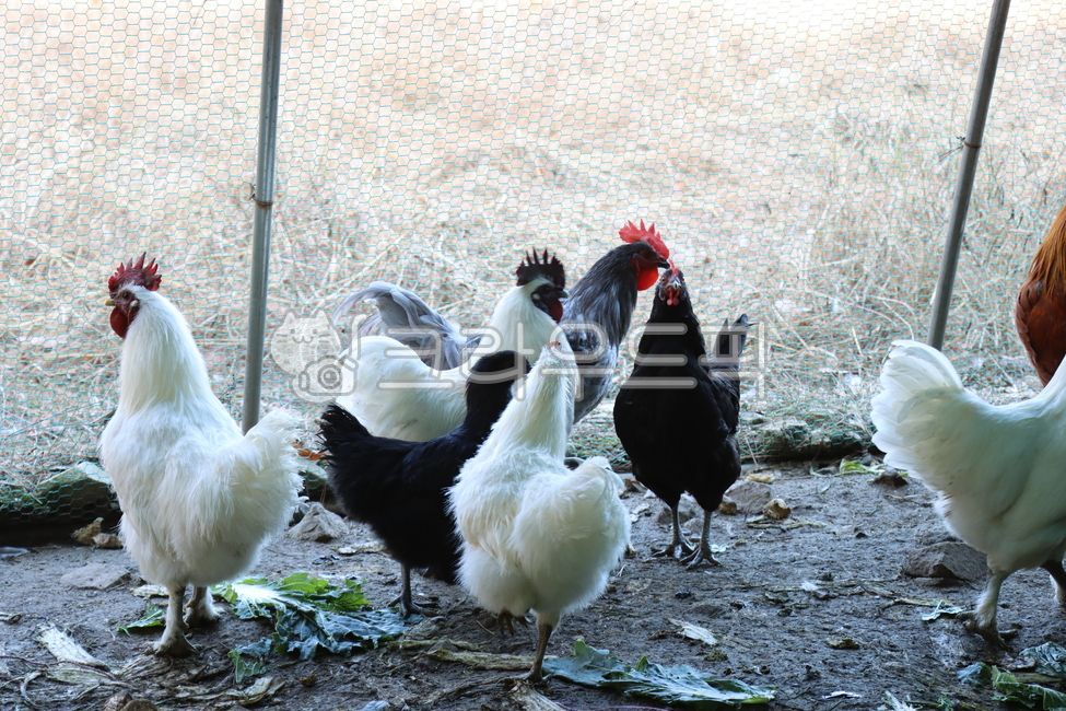 닭,청계,백봉,왕초,도종,유정란,계란,알,치킨,삼계탕,백숙,새,동물,거위,chicken,animal,bird,암탉