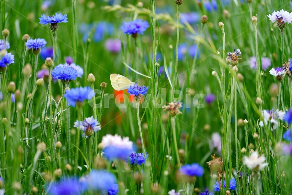 꽃,나비,곤충,식물,자연,수레국화,flower,butterfly,풍경,감상,녹색,파란색,줄기,식물,자연,plants,nature,꽃,flower,동물,animal,곤충,벌레,insect,bug