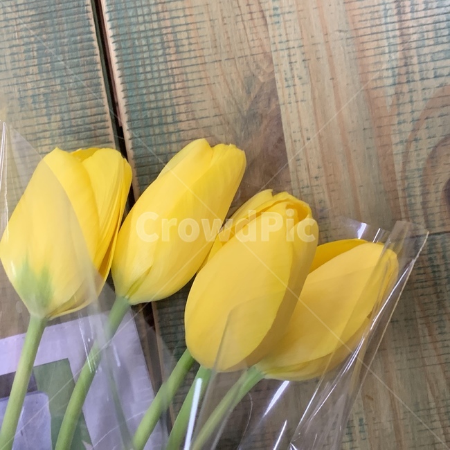 튤립,꽃,노란색,노란튤립,flower,테이블,선물,식물,자연,plants,nature,꽃,flower