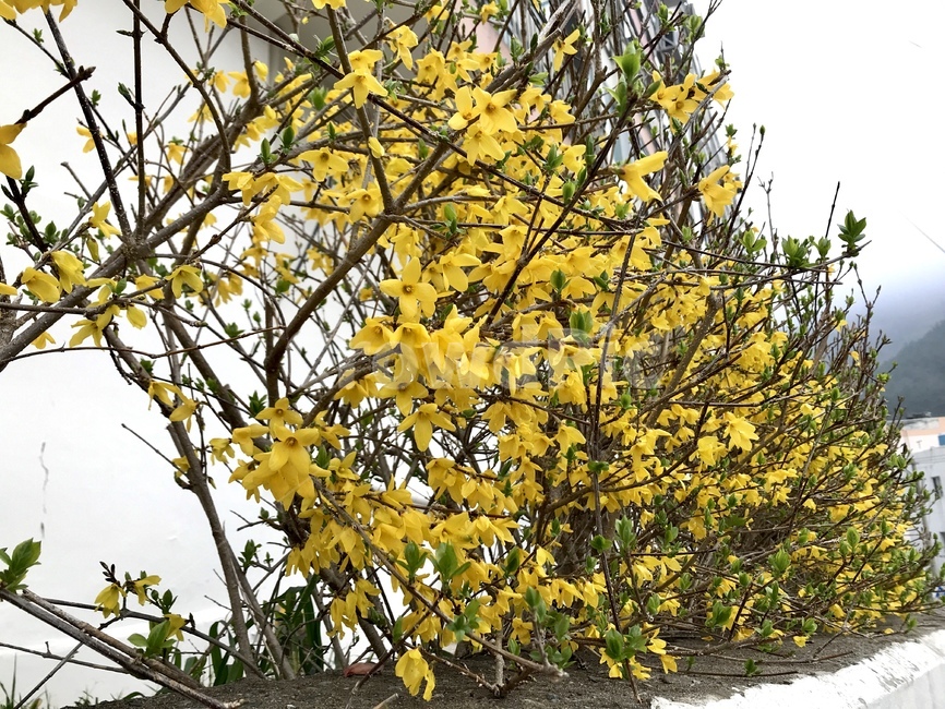 개나리,봄,식물,자연,야외,옥외,나뭇가지,꽃,노란색,초록색,생명,구름,beautiful,bloom,blossom,branch,bright,cloudy,colorful,flora,floral,flower,forsythia,garden,golden,green,leaf,natural,nature,season,spring,texture,yellow,plant