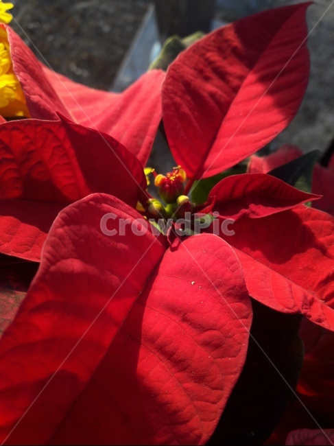 포인세티아,euphorbiapulcherrima,poinsettia,크리스마스장식,flower,꽃,plant,식물,축복합니다