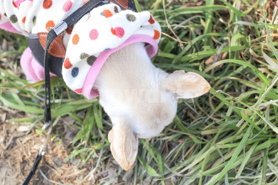 강아지,개,개산책,동물,흰개,하얀개,믹스견,동물,animal,포유류,mammal,개,강아지,dog,doggy