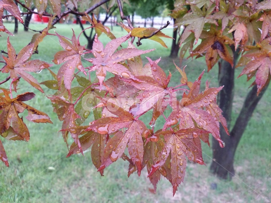 식물,plant,잎,leaf,tree,나무,단풍,식물,자연,plants,nature