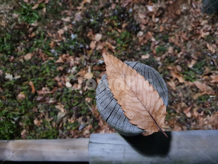 leaf,잎,plant,식물,ground,바닥,가을,계절,배경,자연,나무,wood,spring,nature,season