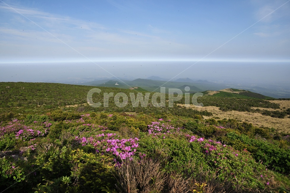 제주도,한라산,영실코스,털진달래,오름,제주도,jeju,jeju island