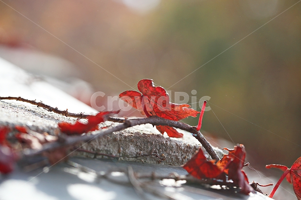 낙엽,단풍,가을,식물,자연,잎,나무잎,가을,계절,fall,autumn,season,식물,자연,plants,nature