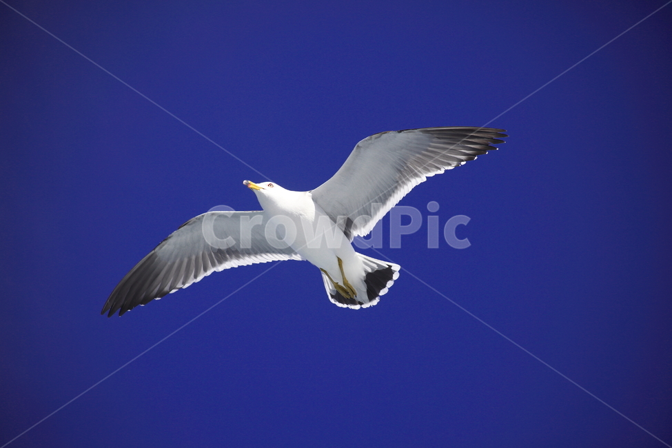 갈매기,바다새,대형조류,commongull,mewgull,laruscrassirostris,괭이갈매기,동물,animal,조류,새,birds
