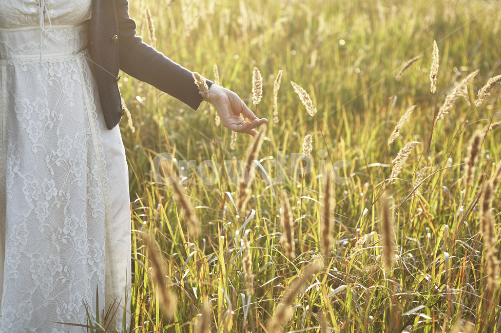 여자,women,가을,갈대,손,산책,거닐다,touch,reed,해질녁,sunset,여유,한가한,따뜻한,드레스,dress,황금빛,들녁,golden,field,white,하얀,hand,만지다,모델,single,혼자,autumn,fall,가을,계절,fall,autumn,season,사람,인물,인간,human,person,여성,여자,woman,female,lady,감성,sensible,feeling,plant,식물,grass,잔디