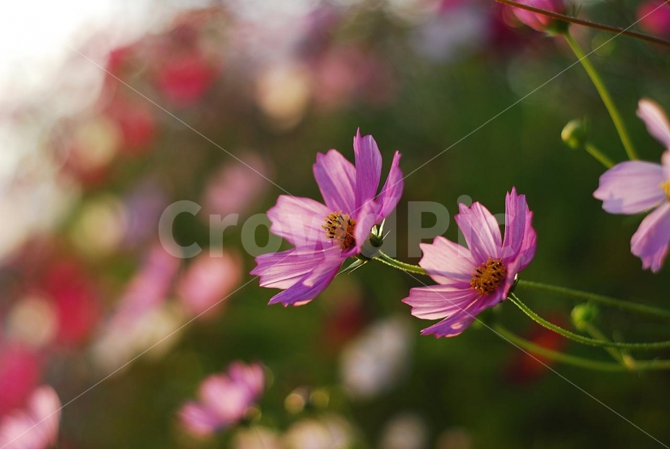 코스모스,가을,가을꽃,꽃,식물,가을,계절,fall,autumn,season,식물,자연,plants,nature,꽃,flower,감성,sensible,feeling,plant